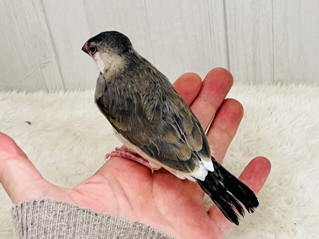 駆け足で人慣れ中‼︎桜文鳥つぶつぶ黒豆カラー🖤❤️ 桜文鳥