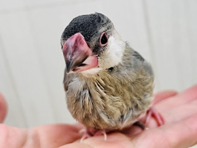 駆け足で人慣れ中‼︎桜文鳥つぶつぶ黒豆カラー🖤❤️ 桜文鳥