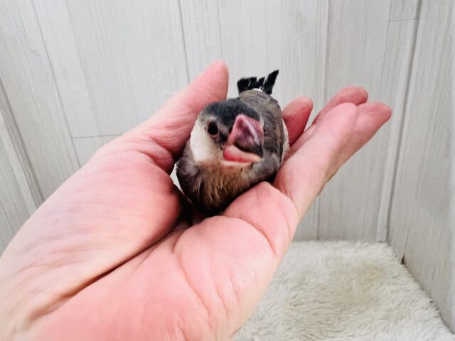 駆け足で人慣れ中‼︎桜文鳥つぶつぶ黒豆カラー🖤❤️ 桜文鳥