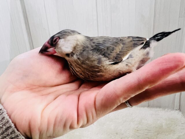 駆け足で人慣れ中‼︎桜文鳥つぶつぶ黒豆カラー🖤❤️ 桜文鳥