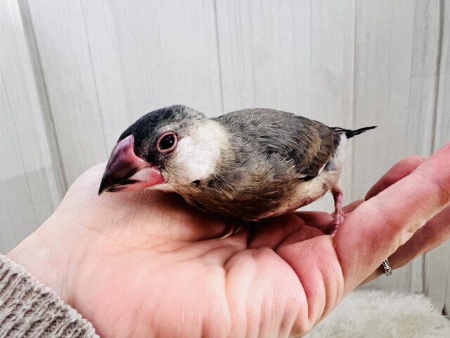桜文鳥
