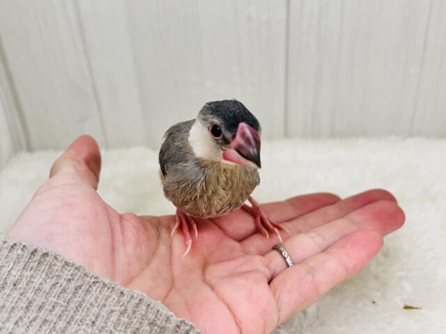 駆け足で人慣れ中‼︎桜文鳥つぶつぶ黒豆カラー🖤❤️ 桜文鳥