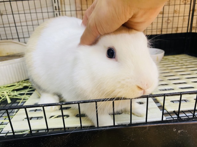 ミニウサギ