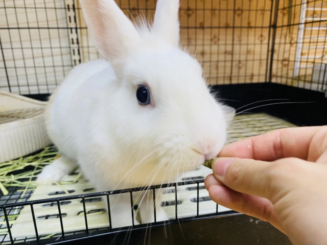ミニウサギ