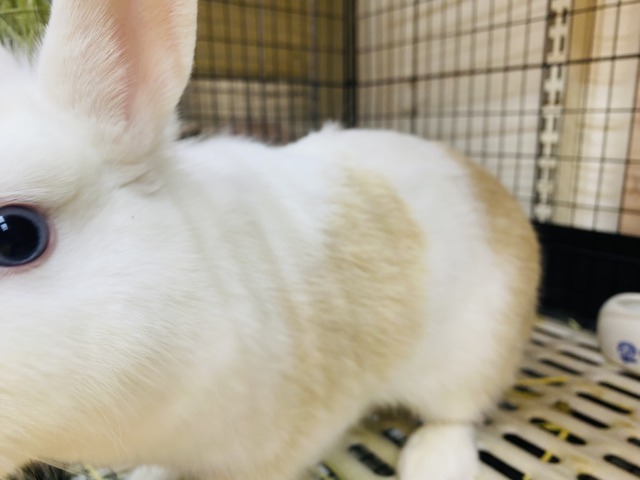 ミニウサギ