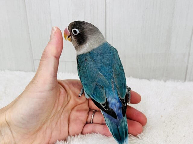 愛が重い〜の🏹ボタンインコ(ブルー)❤️ ボタンインコ
