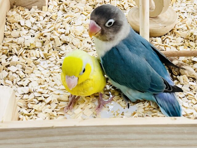 ボタンインコ