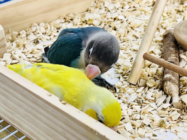 ボタンインコ