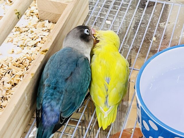 愛が重い〜の🏹ボタンインコ(ブルー)❤️ ボタンインコ