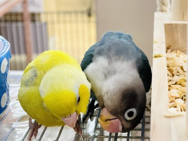 愛が重い〜の🏹ボタンインコ(ブルー)❤️ ボタンインコ