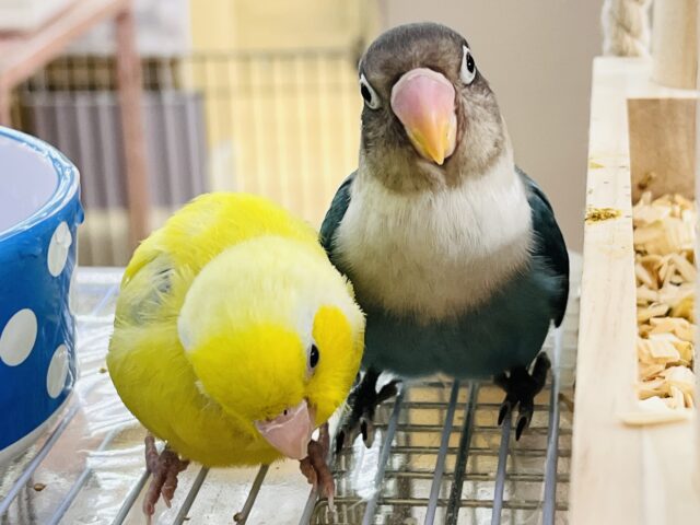 ボタンインコ