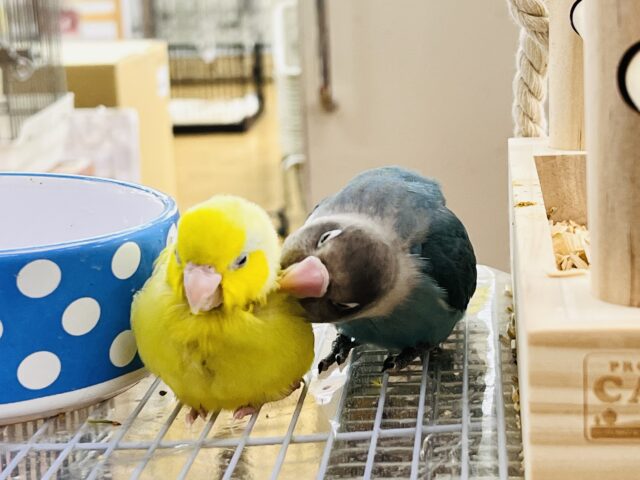 愛が重い〜の🏹ボタンインコ(ブルー)❤️ ボタンインコ