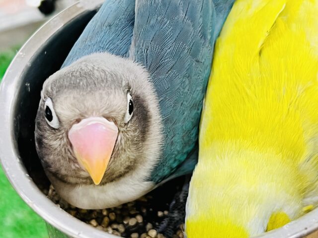 愛が重い〜の🏹ボタンインコ(ブルー)❤️ ボタンインコ