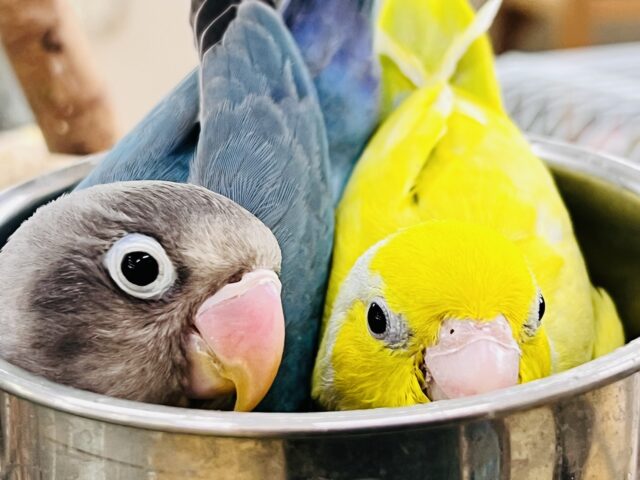 ボタンインコ
