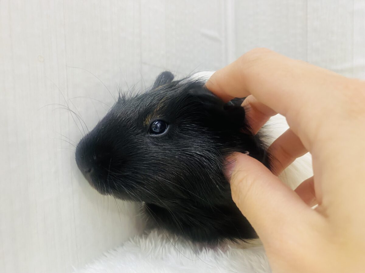 イングリッシュモルモット