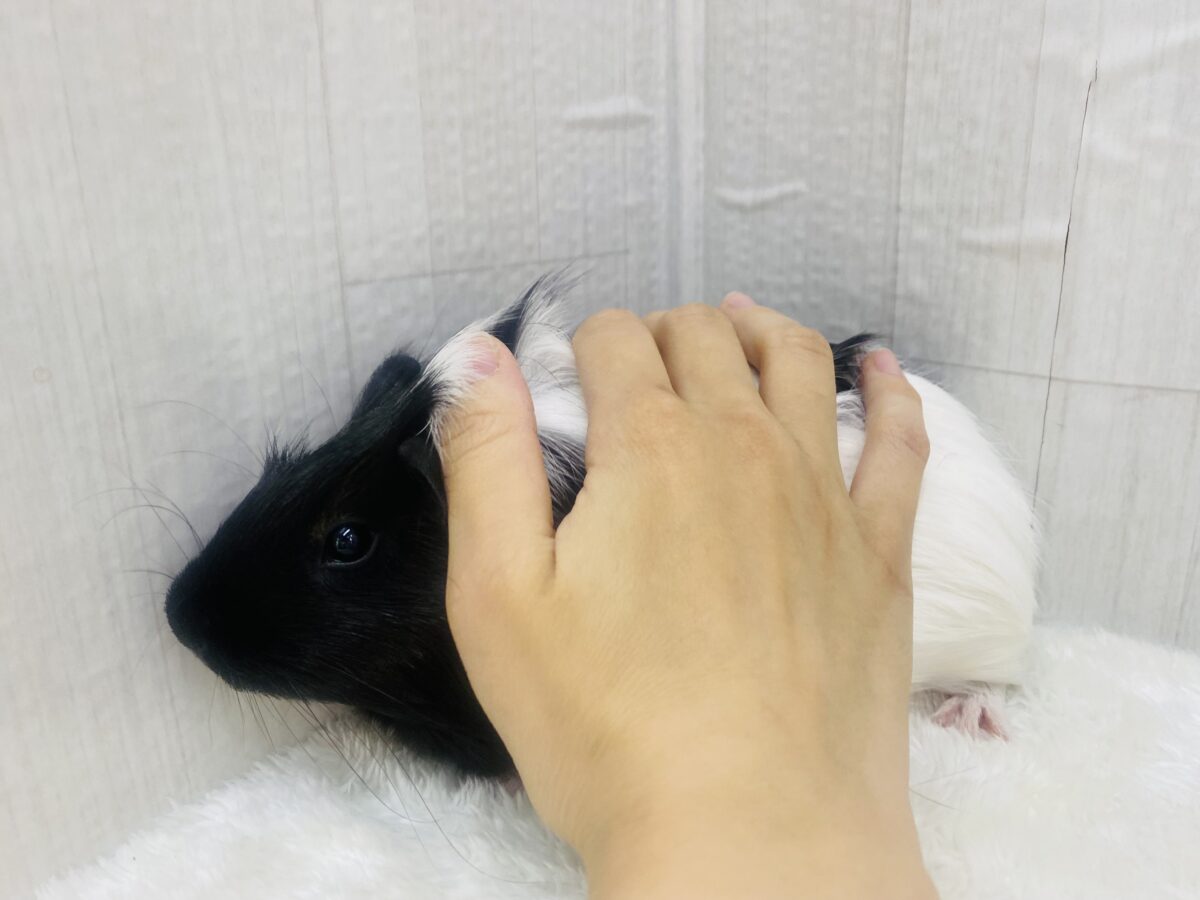 イングリッシュモルモット