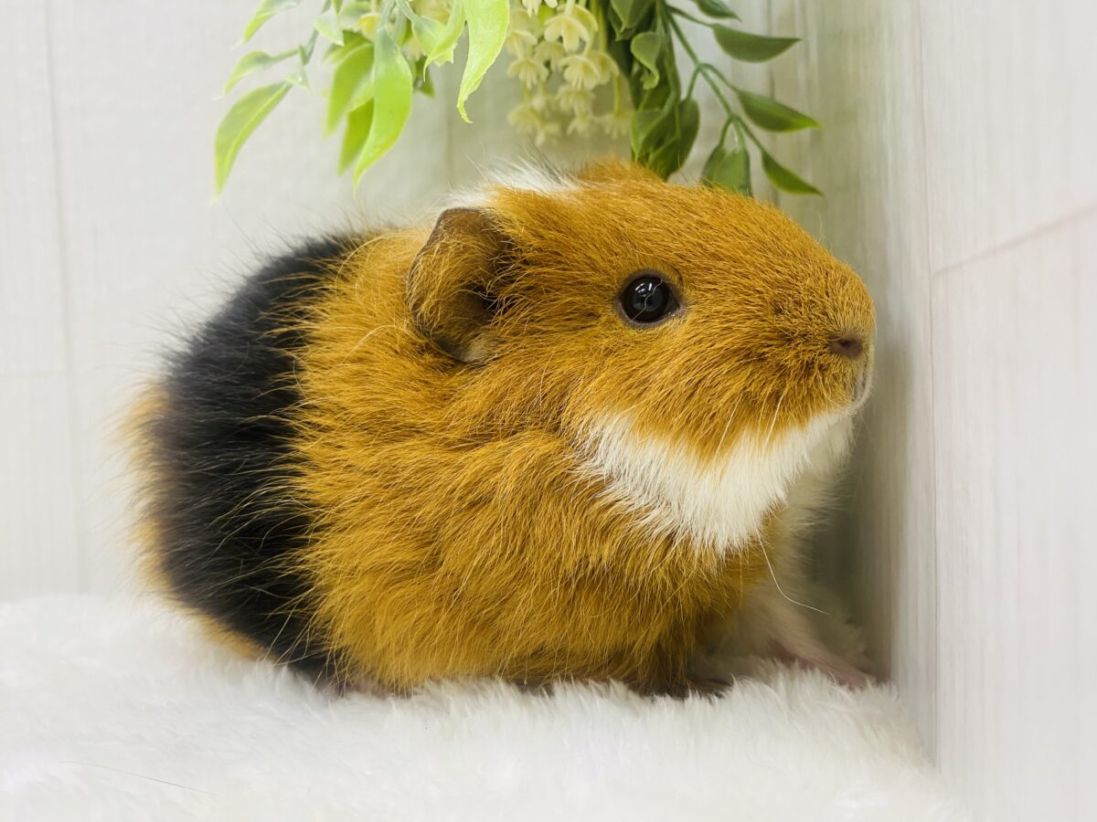 テディモルモット