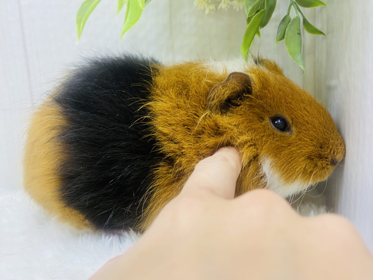 テディモルモット