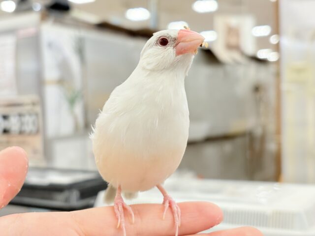 【最新画像更新🪄】文鳥界のアイドル誕生🐥🍬シルバーイノ文鳥 シルバーイノ文鳥