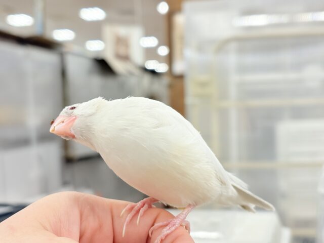 【最新画像更新🪄】文鳥界のアイドル誕生🐥🍬シルバーイノ文鳥 シルバーイノ文鳥