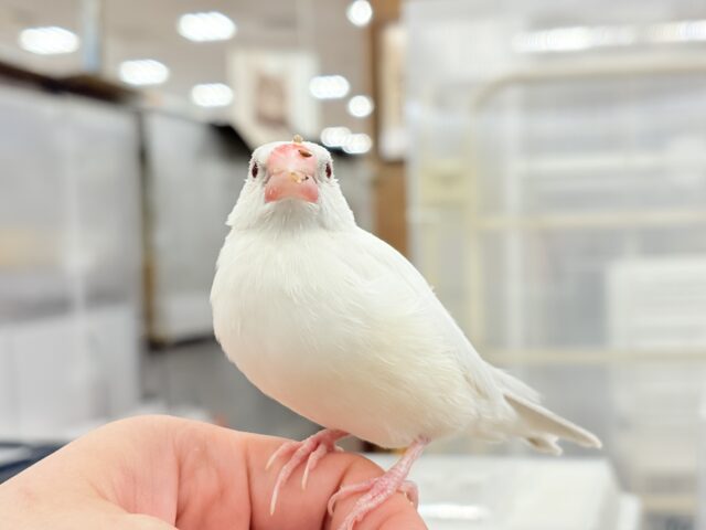 【最新画像更新🪄】文鳥界のアイドル誕生🐥🍬シルバーイノ文鳥 シルバーイノ文鳥