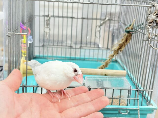 【最新画像更新🪄】文鳥界のアイドル誕生🐥🍬シルバーイノ文鳥 シルバーイノ文鳥