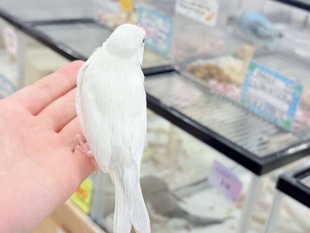 【最新画像更新🪄】文鳥界のアイドル誕生🐥🍬シルバーイノ文鳥 シルバーイノ文鳥