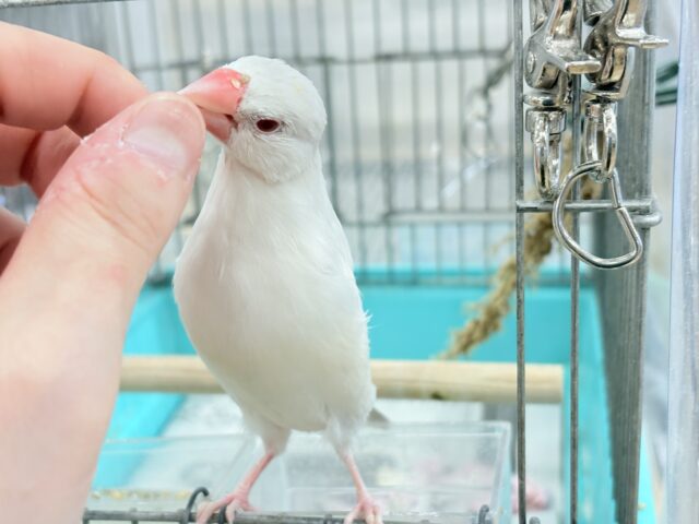 【最新画像更新🪄】文鳥界のアイドル誕生🐥🍬シルバーイノ文鳥 シルバーイノ文鳥
