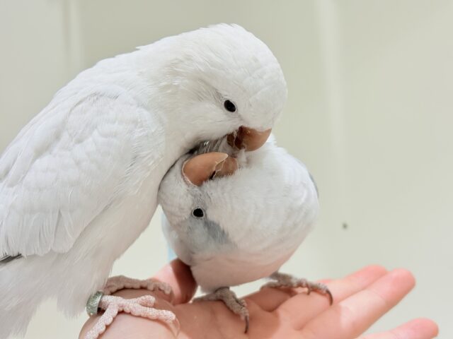オキナインコ