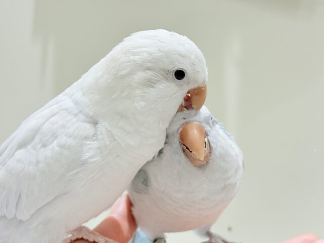 オキナインコ