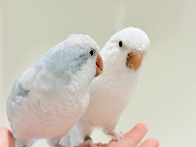 【最新画像更新🪄】甘々ちゃん来ました♡♡♡オキナインコ(ブルーオパーリン) オキナインコ