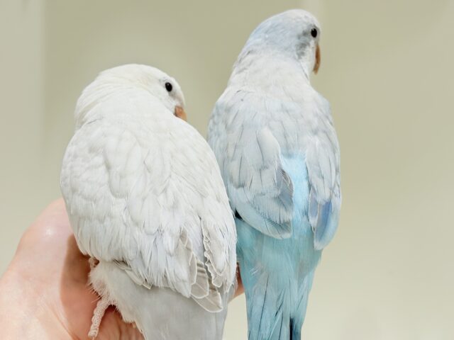 【最新画像更新🪄】慎重派だけど甘ったれ〜🧚♀️💖オキナインコ(コバルトパリドオパーリン) ヒナ オキナインコ