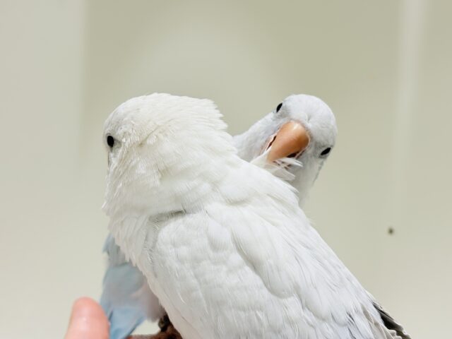 【最新画像更新🪄】甘々ちゃん来ました♡♡♡オキナインコ(ブルーオパーリン) オキナインコ
