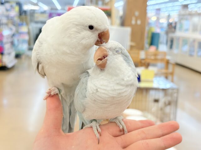 【最新画像更新🪄】慎重派だけど甘ったれ〜🧚♀️💖オキナインコ(コバルトパリドオパーリン) ヒナ オキナインコ