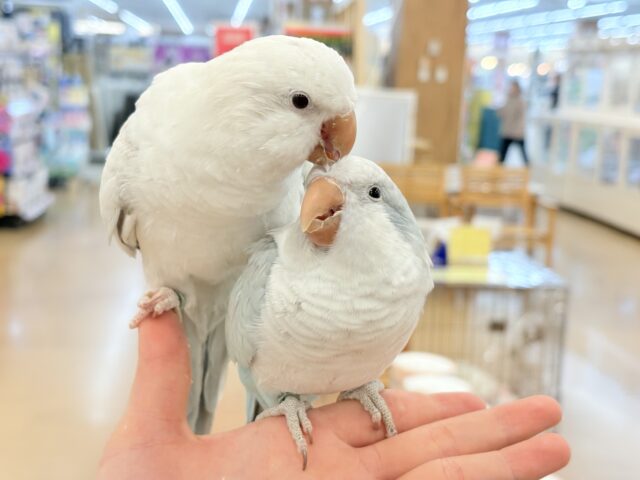 【最新画像更新🪄】慎重派だけど甘ったれ〜🧚♀️💖オキナインコ(コバルトパリドオパーリン) ヒナ オキナインコ