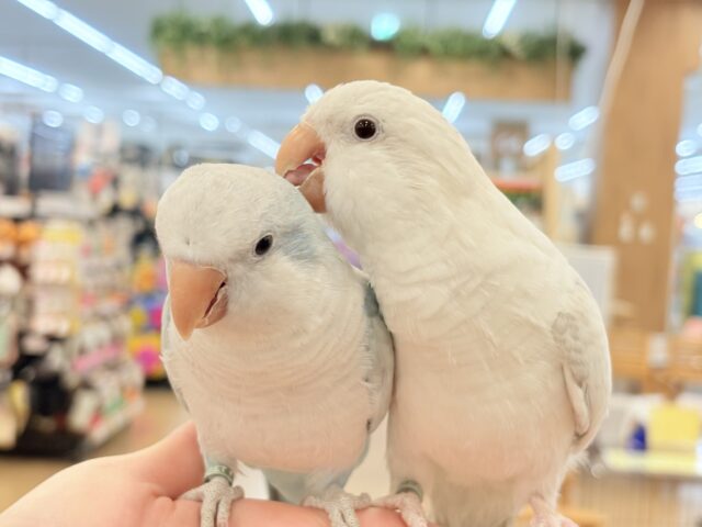 【最新画像更新🪄】慎重派だけど甘ったれ〜🧚♀️💖オキナインコ(コバルトパリドオパーリン) ヒナ オキナインコ