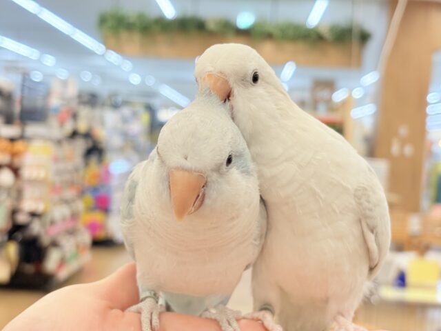オキナインコ