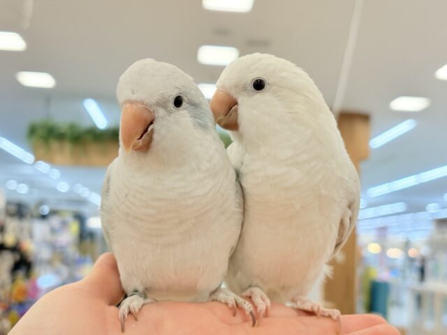 【最新画像更新🪄】慎重派だけど甘ったれ〜🧚♀️💖オキナインコ(コバルトパリドオパーリン) ヒナ オキナインコ