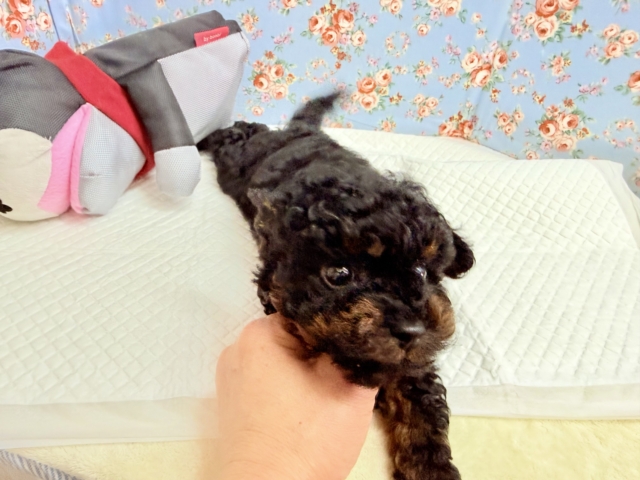 トイプードル