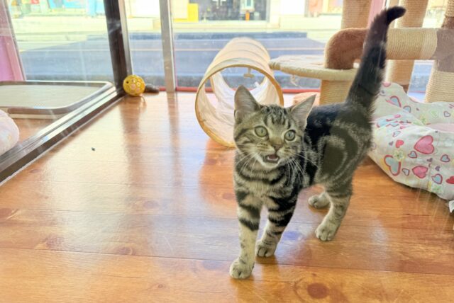 最新画像📸アメリカンショートヘアー(ブラウンタビー)女の子♪キティランデビューしています😼 アメリカンショートヘア