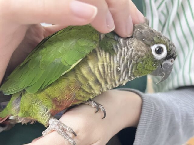 モコモコ甘えん坊💓💓 ウロコインコ(ノーマル) ホオミドリウロコインコ