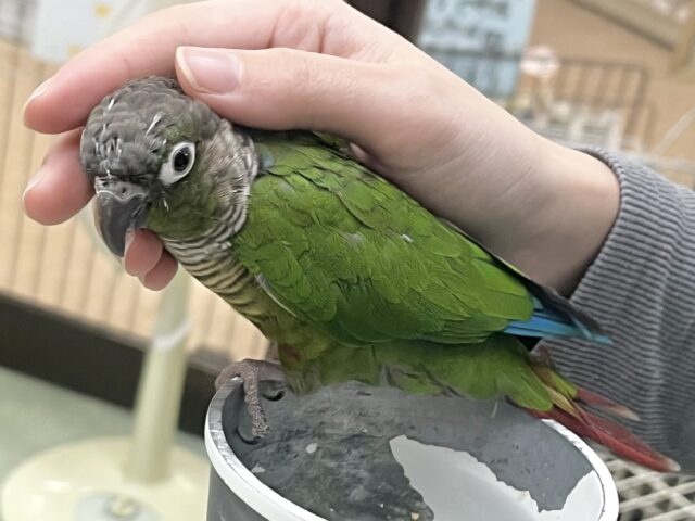 モコモコ甘えん坊💓💓 ウロコインコ(ノーマル) ホオミドリウロコインコ