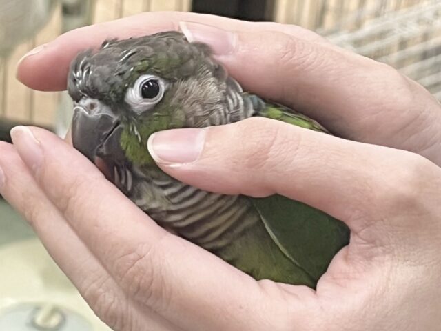 モコモコ甘えん坊💓💓 ウロコインコ(ノーマル) ホオミドリウロコインコ