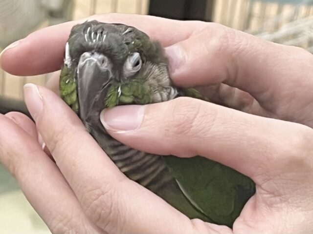 モコモコ甘えん坊💓💓 ウロコインコ(ノーマル) ホオミドリウロコインコ