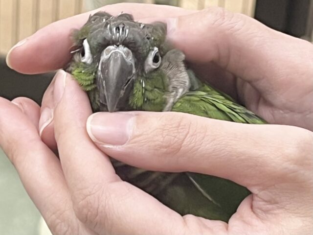 モコモコ甘えん坊💓💓 ウロコインコ(ノーマル) ホオミドリウロコインコ
