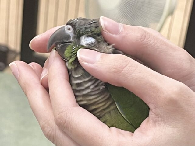 モコモコ甘えん坊💓💓 ウロコインコ(ノーマル) ホオミドリウロコインコ