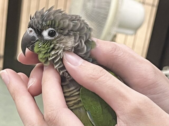 モコモコ甘えん坊💓💓 ウロコインコ(ノーマル) ホオミドリウロコインコ