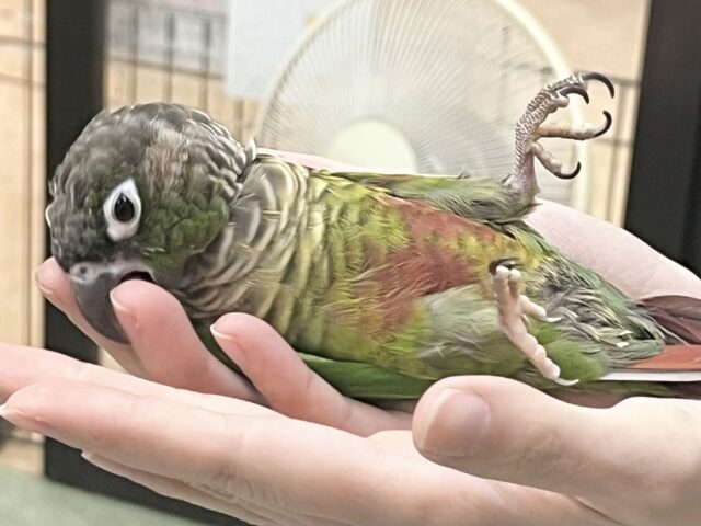 モコモコ甘えん坊💓💓 ウロコインコ(ノーマル) ホオミドリウロコインコ