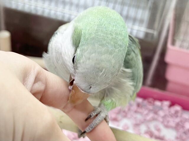 オキナインコ
