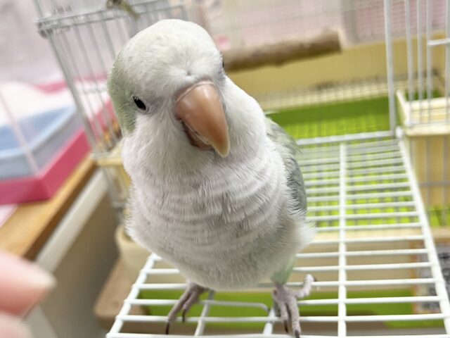 【🆙最新画像あり‼️】モフッとキュート💕 オキナインコ(アクアブルーオパーリン) オキナインコ